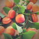 Atelier Macarons